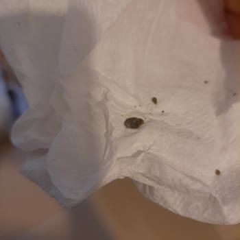 Aldığım Pirincin İçinden Yabancı Madde Çıktı