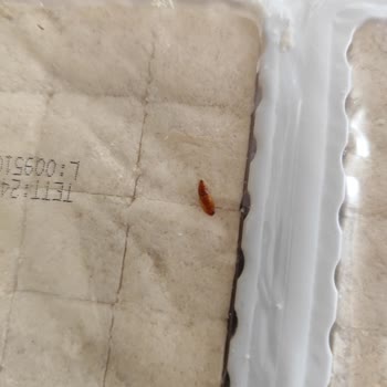 Aldığım Helvanın İçinden Kurtçuk Ve Güve Çıkması