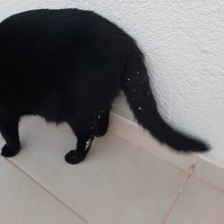 Veteriner Kliniğinde Hizmet Kalitesi ve Sorumluluk Eksikliği Hakkında Şikayet