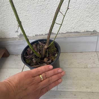 Alz Garden Sipariş Ettiğim Yaban Mersini Beklentilerimi Karşılamadı