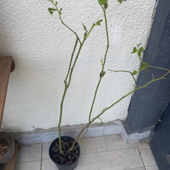 Alz Garden Sipariş Ettiğim Yaban Mersini Beklentilerimi Karşılamadı