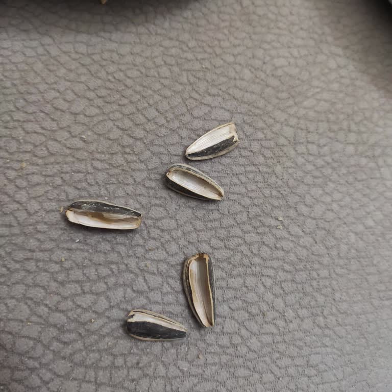 Aldığım Çekirdeklerin Yarısı Boş Çıktı, Hayal Kırıklığına Uğradım!