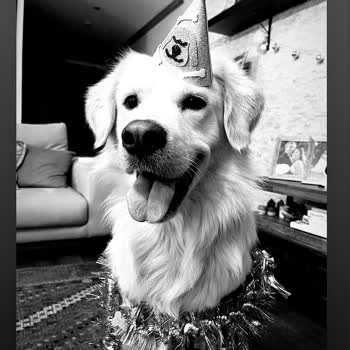 Köpek Otelindeki İhmal Bianco'nun Ölümüne Yol Açtı