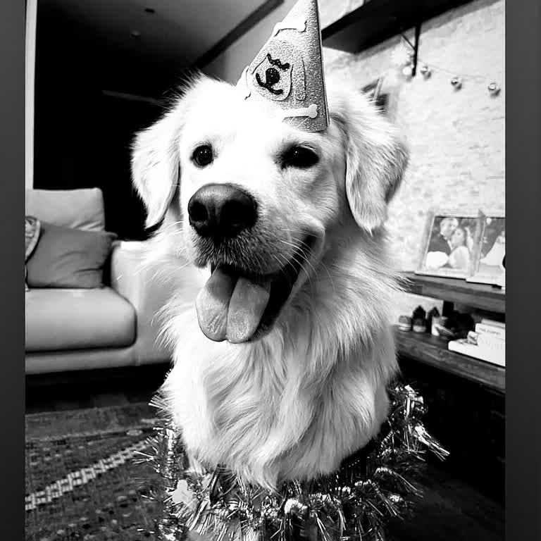 Köpek Otelindeki İhmal Bianco'nun Ölümüne Yol Açtı