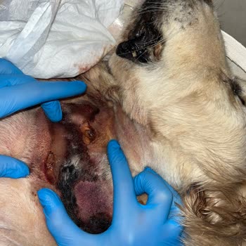 Köpek Otelindeki İhmal Bianco'nun Ölümüne Yol Açtı