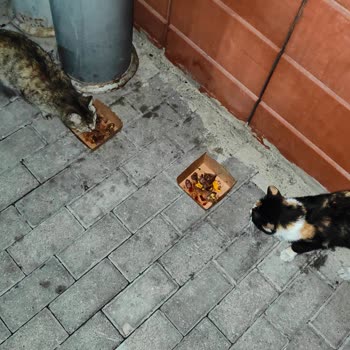 Siparişin Soğuk Ve Eksik Pişmiş Gelmesi, Üründe Plastik Parça Bulunması