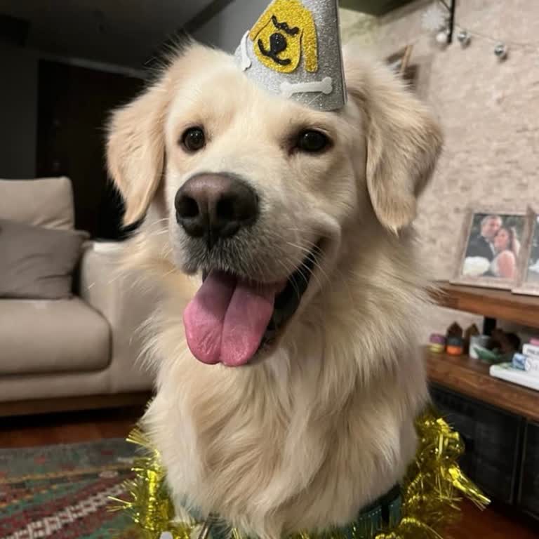 Pet Otelindeki İhmaller Yüzünden Köpeğimizi Kaybettik!