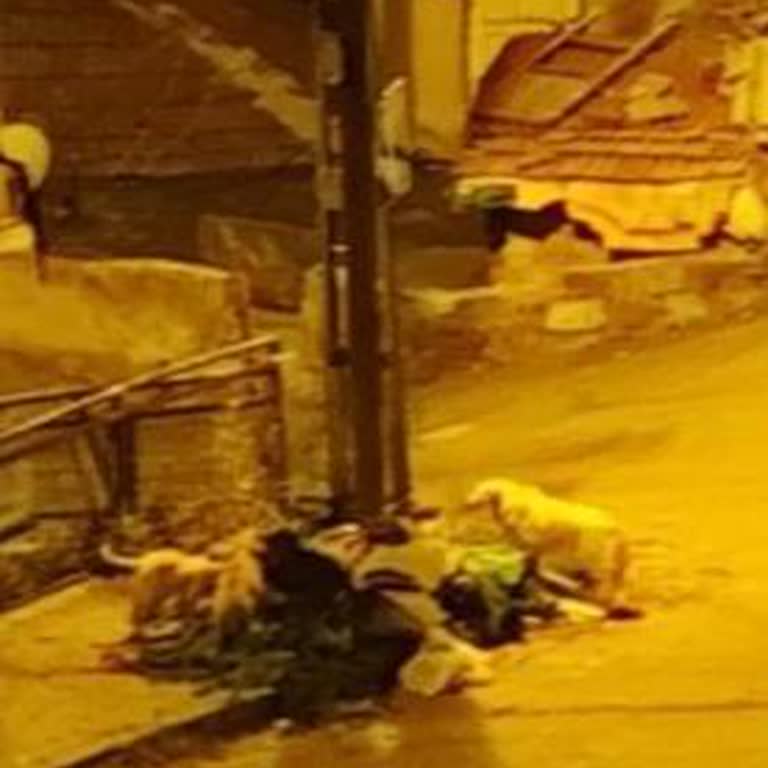 Gaziosmanpaşa'da Artan Sokak Köpekleri Çocuklarımızı Tehdit Ediyor