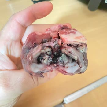 Aldığım Kuzu Kemiklerinde Ağır Koku Ve Morarma Sorunu