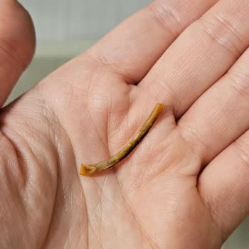 Hazır Tavuk Dönerde Kemik Parçası İle Karşılaşmak