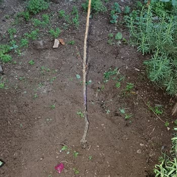 Fidancı Yurdu Reklamda Gösterilen Ürünle Gelen Ürün Arasında Fark Var