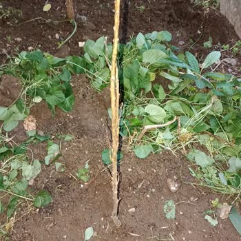 Fidancı Yurdu Reklamda Gösterilen Ürünle Gelen Ürün Arasında Fark Var