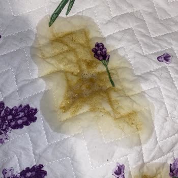 Kedim Gourmet Tavuklu Mama Sonrası Kusmaya Başladı, Firma Sorumluluk Almıyor