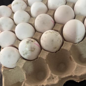 BİM'den Alınan Yumurtada Küf Ve Sorumsuzluk