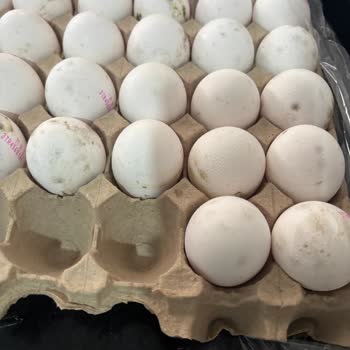 BİM'den Alınan Yumurtada Küf Ve Sorumsuzluk