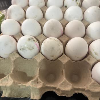 BİM'den Alınan Yumurtada Küf Ve Sorumsuzluk