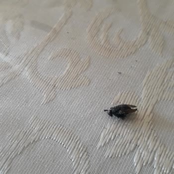 Kahvede Böcek Çıkması Nedeniyle Hayal Kırıklığı