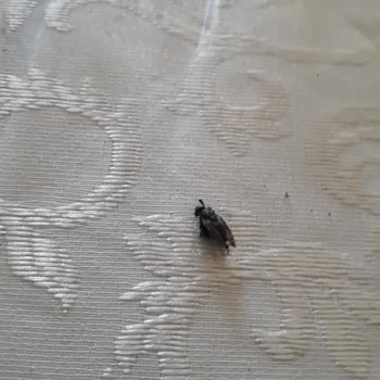 Kahvede Böcek Çıkması Nedeniyle Hayal Kırıklığı