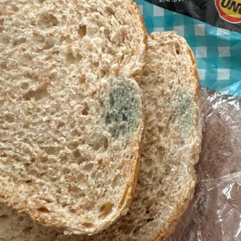 Uno Ekmek Son Kullanma Tarihi Geçmeden Küflenen Ekmek Sağlığımızı Tehdit Ediyor