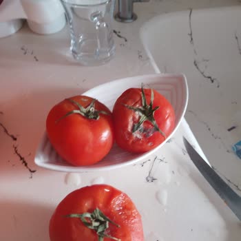 Altus Buzdolabı Yemekleri Bozuyor, Servis Sorunu Çözmüyor