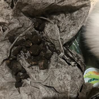 Aldığım Çiçek Toprağından Taş Ve Poşet Çıktı