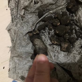 Aldığım Çiçek Toprağından Taş Ve Poşet Çıktı