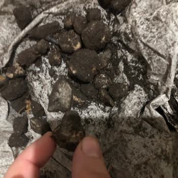 Aldığım Çiçek Toprağından Taş Ve Poşet Çıktı