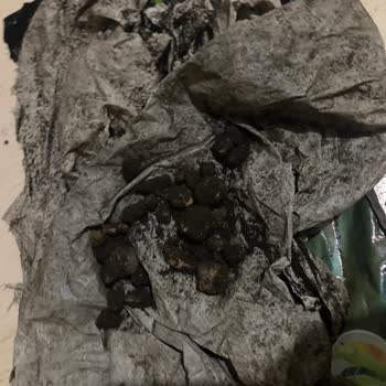 Aldığım Çiçek Toprağından Taş Ve Poşet Çıktı