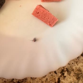 Aytaç Gıda B Dana Sosis İçinden Kıl Çıkması Ve Müşteri Hizmetlerine Ulaşılamaması