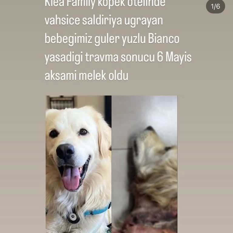 Klea Family Bianco'da Bakımsızlık Nedeniyle Evcil Hayvanımın Kaybı