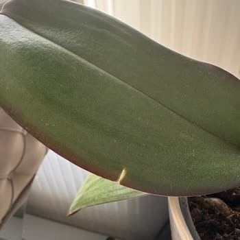 Siparişimdeki Orkide Hasarlı Geldi, Destek Alamadım