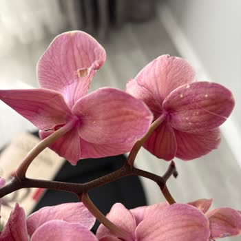 Siparişimdeki Orkide Hasarlı Geldi, Destek Alamadım