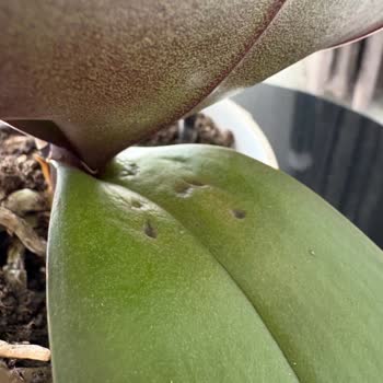 Siparişimdeki Orkide Hasarlı Geldi, Destek Alamadım