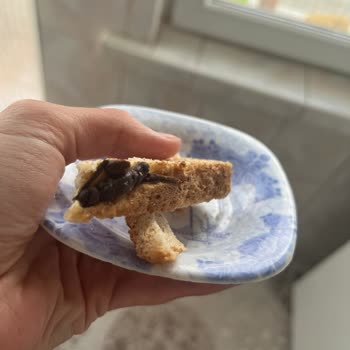 Kepekli Ekmekten Çıkan Yabancı Maddeyle Yaşadığım Hayal Kırıklığı