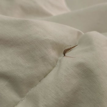 Kaz Tüyü Yorgan Ve Yastık Tüy Çıkarıyor, Uyku Konforum Bozuldu