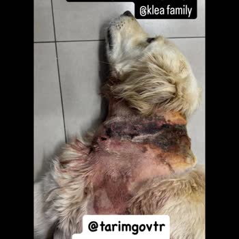 Klea Köpek Oteli Hakkında Adalet Ve Kapatılma Talebi