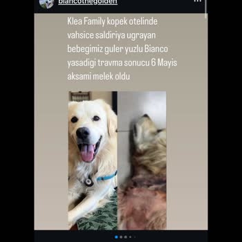 Klea Köpek Oteli Hakkında Adalet Ve Kapatılma Talebi