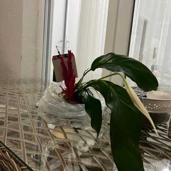 Aldığım Bitkinin Kırık Ve Kullanılamaz Halde Teslim Edilmesi