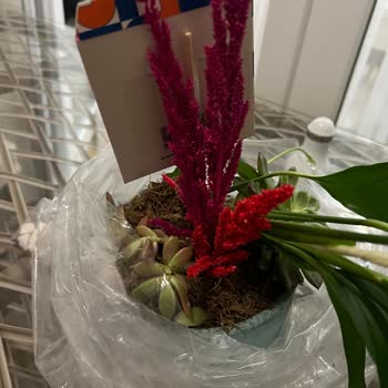 Aldığım Bitkinin Kırık Ve Kullanılamaz Halde Teslim Edilmesi