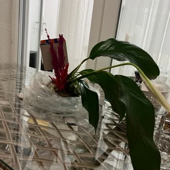 Aldığım Bitkinin Kırık Ve Kullanılamaz Halde Teslim Edilmesi