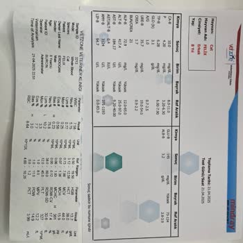 Gourmet Yaş Mama Sonrası Kedilerimde Sağlık Sorunları Yaşadım