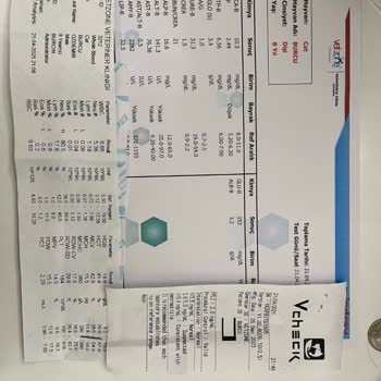 Gourmet Yaş Mama Sonrası Kedilerimde Sağlık Sorunları Yaşadım