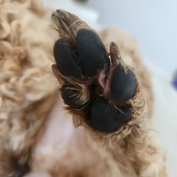 Köpeğimin Tıraşında Yaşanan Feci Deneyim