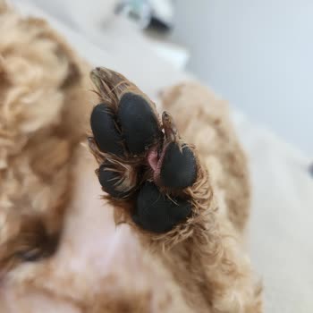 Köpeğimin Tıraşında Yaşanan Feci Deneyim