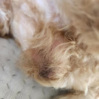 Köpeğimin Tıraşında Yaşanan Feci Deneyim