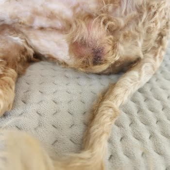 Köpeğimin Tıraşında Yaşanan Feci Deneyim