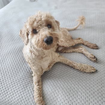 Köpeğimin Tıraşında Yaşanan Feci Deneyim