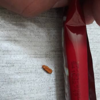 Tadelle Çikolatanın İçinden Sert Yabancı Madde Çıktı, Çocuklar İçin Tehlikeli