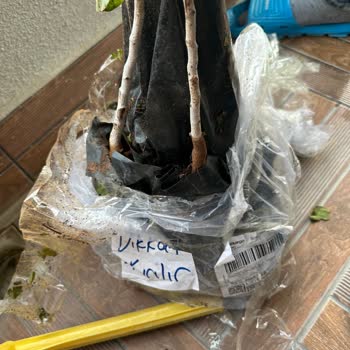 Fıstık Fidanlarım Kırık Ve Özensiz Gönderildi, İlgisiz Müşteri Hizmetiyle Karşılaştım