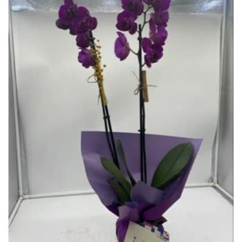 Aynı Çiçek İki Günde 200₺ Zamlı Ve Kalitesiz Geldi Müşteri Hizmetleri İlgisiz Kaldı